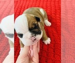 Small Photo #1 English Bulldog Puppy For Sale in HAUGHTON, LA, USA
