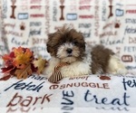 Small #1 Shih-Poo