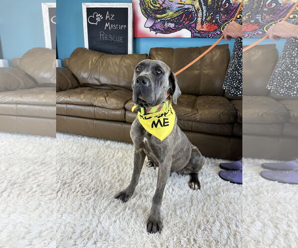 Medium Photo #15 Mutt Puppy For Sale in Goodyear, AZ, USA