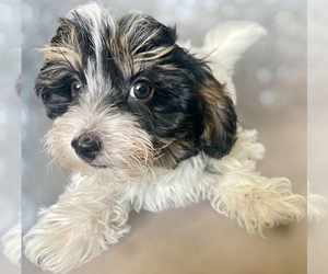 YorkiePoo Puppy for Sale in GEORGETOWN, Texas USA