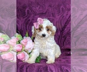 Cavalier King Charles Spaniel-Poodle (Toy) Mix Puppy for sale in LANCASTER, PA, USA