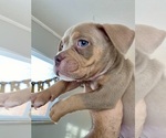 Small Photo #2 American Bully Puppy For Sale in GREELEY, CO, USA