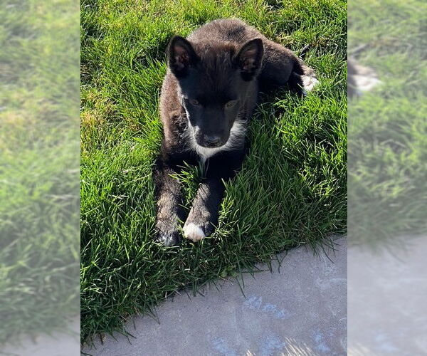 Medium Photo #3 Australian Kelpie-Unknown Mix Puppy For Sale in MIDWAY, UT, USA