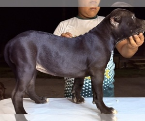 Medium American Bully