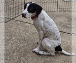 Small Photo #54 German Shorthaired Pointer Puppy For Sale in MCKINNEY, TX, USA