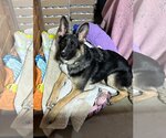 Small Photo #1 German Shepherd Dog Puppy For Sale in Crystal, MN, USA