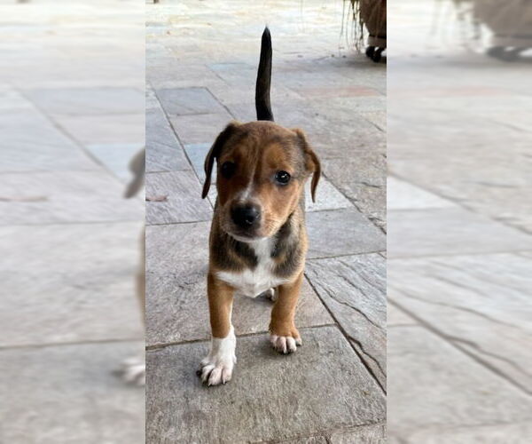 Medium Photo #4 Labrador Retriever-Unknown Mix Puppy For Sale in Lakewood, CO, USA