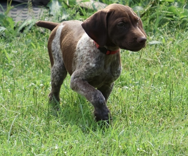 Medium Photo #1 German Shorthaired Pointer Puppy For Sale in RUTHERFORDTON, NC, USA