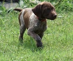 Puppy Tony German Shorthaired Pointer
