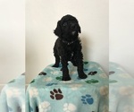 Small Photo #5 Poodle (Standard) Puppy For Sale in ELMWOOD, WI, USA