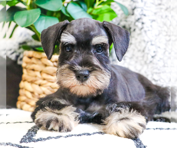 Medium Photo #13 Schnauzer (Miniature) Puppy For Sale in SYRACUSE, IN, USA
