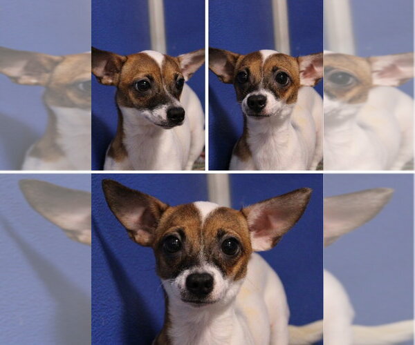 Medium Photo #1 Chihuahua-Unknown Mix Puppy For Sale in Pierceton , IN, USA