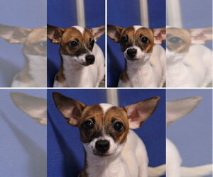 Chihuahua-Unknown Mix Dogs for adoption in Pierceton , IN, USA