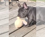 Small #13 French Bulldog