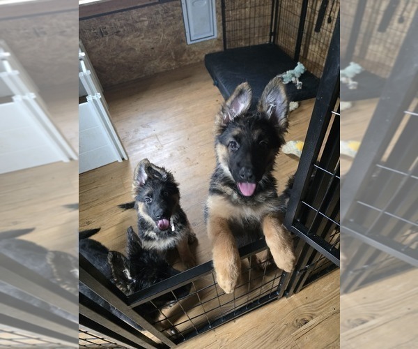 Medium Photo #11 German Shepherd Dog Puppy For Sale in LA FAYETTE, NY, USA
