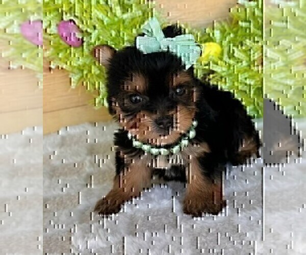 Medium Photo #13 Yorkshire Terrier Puppy For Sale in MIAMI, FL, USA