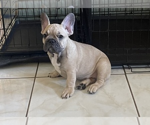 French Bulldog Puppy for sale in HONOLULU, HI, USA