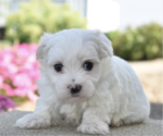 Small Photo #7 Maltese Puppy For Sale in PEMBROKE PINES, FL, USA
