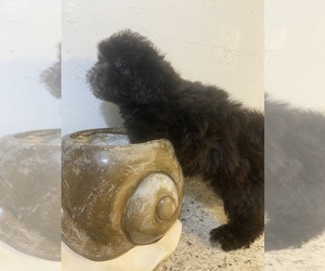 Shih-Poo Puppy for sale in GREENVILLE, NC, USA