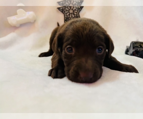Medium Photo #1 Labrador Retriever Puppy For Sale in SALISBURY, MD, USA