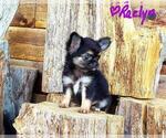Small Photo #3 Chihuahua Puppy For Sale in POTEAU, OK, USA