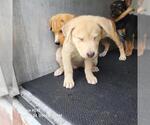 Small German Shepherd Dog Mix