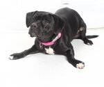 Small #1 Mutt