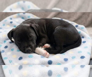 Journey - Female Boxador Dog for Adoption - Photo #2