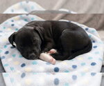 Small Photo #2 Boxador Puppy For Sale in Grovertown, IN, USA