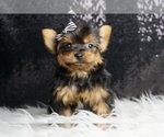Puppy Tiny Dior Yorkshire Terrier