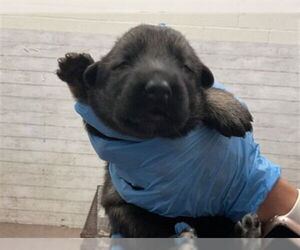 German Shepherd Dog Dogs for adoption in San Bernardino, CA, USA