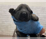 Small German Shepherd Dog