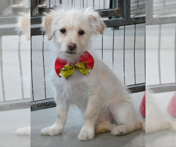 Medium Photo #12 Mutt Puppy For Sale in Chino Hills, CA, USA