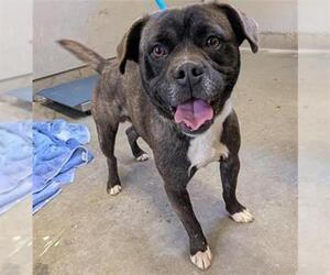French Bulldog-Unknown Mix Dogs for adoption in Camarillo, CA, USA