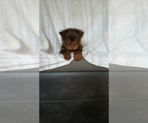 Medium Photo #2 Yorkshire Terrier Puppy For Sale in BENSON, NC, USA