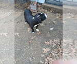 Small #1 Boxador