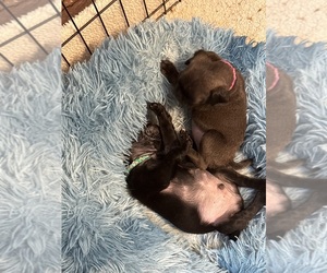 Pug Puppy for Sale in SALEM, Oregon USA