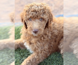 Poodle (Standard) Puppy for sale in APACHE JUNCTION, AZ, USA