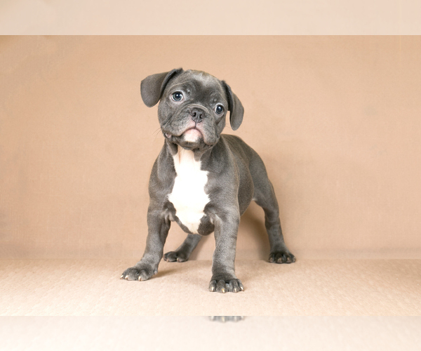 Medium Photo #2 French Bulldog Puppy For Sale in BITTER LAKE, WA, USA