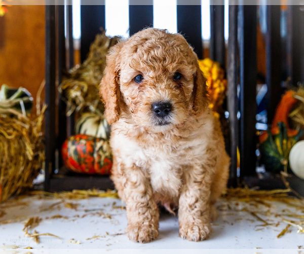 Medium Photo #11 Goldendoodle-Poodle (Miniature) Mix Puppy For Sale in WAKARUSA, IN, USA