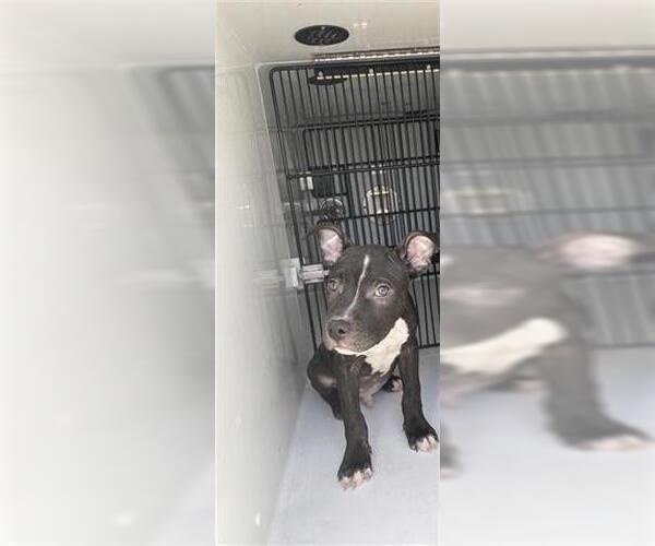 Medium Photo #1 American Pit Bull Terrier Puppy For Sale in Houston, TX, USA