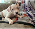 Small Photo #9 American Bulldog Puppy For Sale in TOCCOA, GA, USA