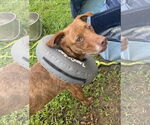 Small #3 American Pit Bull Terrier Mix