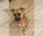 Small Photo #2 American Pit Bull Terrier-Black Mouth Cur Mix Puppy For Sale in Spotsylvania, VA, USA