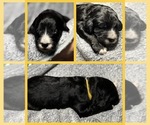 Puppy Bell Goldendoodle