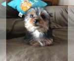 Small Photo #3 Yorkshire Terrier Puppy For Sale in BOWLING GREEN, MO, USA