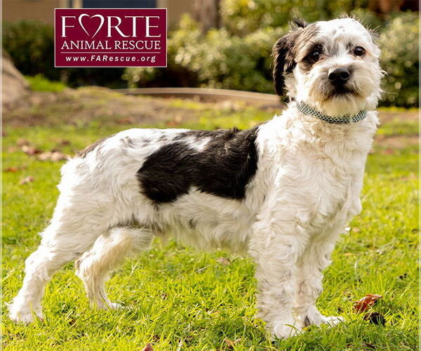 Medium Photo #8 Poodle (Miniature)-Unknown Mix Puppy For Sale in Marina del Rey, CA, USA