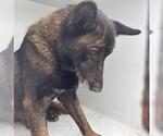 Small German Shepherd Dog Mix