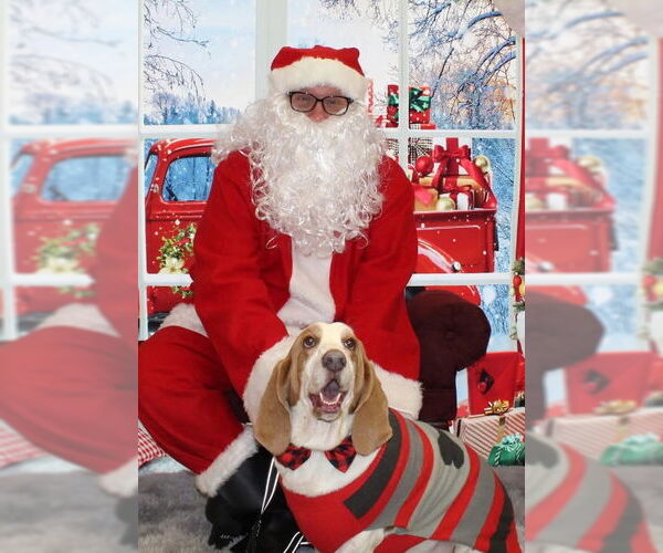 Medium Photo #1 Basset Hound Puppy For Sale in Brookville, OH, USA