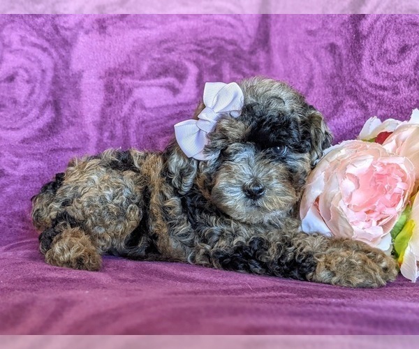 Medium Photo #5 Poodle (Miniature) Puppy For Sale in NOTTINGHAM, PA, USA